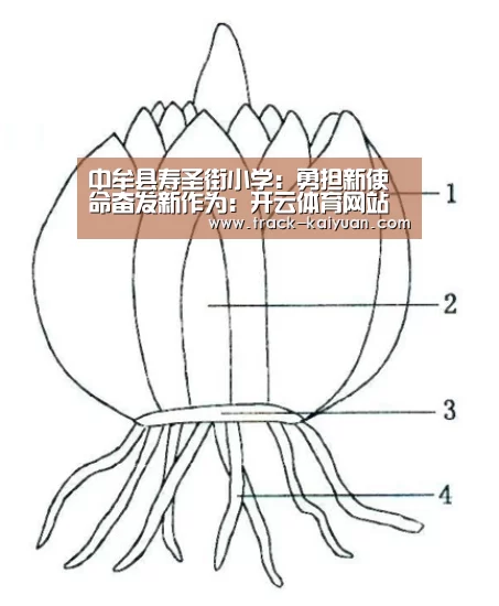 中牟县寿圣街小学:勇担新使命奋发新作为:开云体育网站(图1) 开元体育app